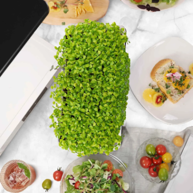 Indoor herb garden with a microgreens tray full of microgreens