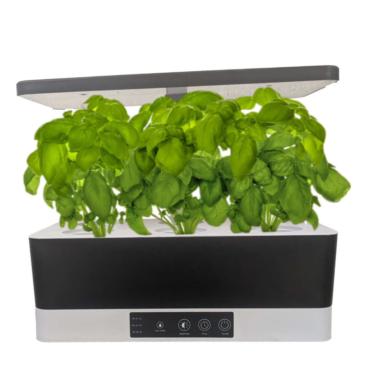 basil growing in benchtop smart garden