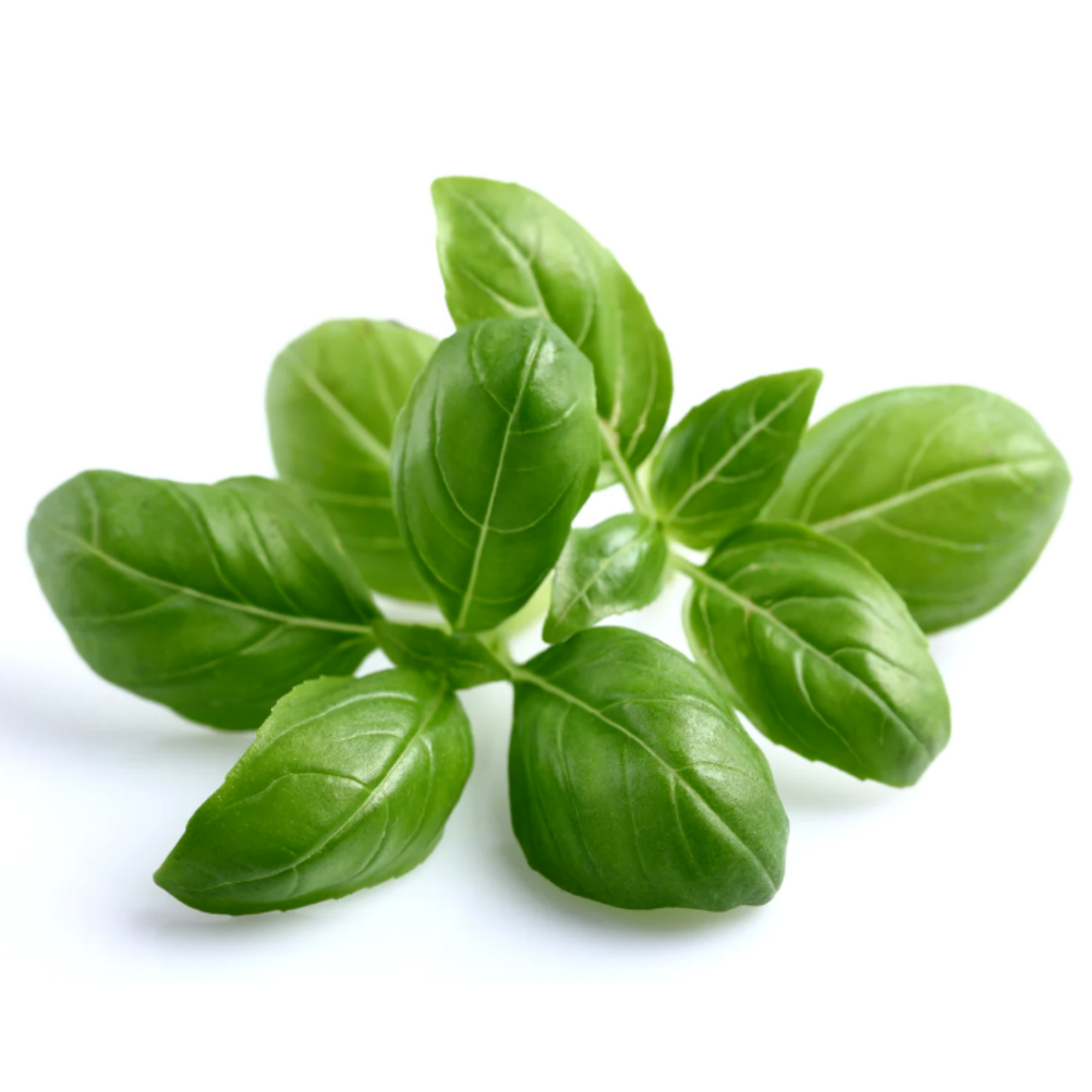 Basil leaves