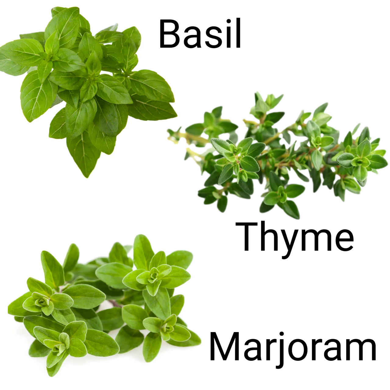 Italian Herb Seed Mix - Thyme, Basil, Marjoram