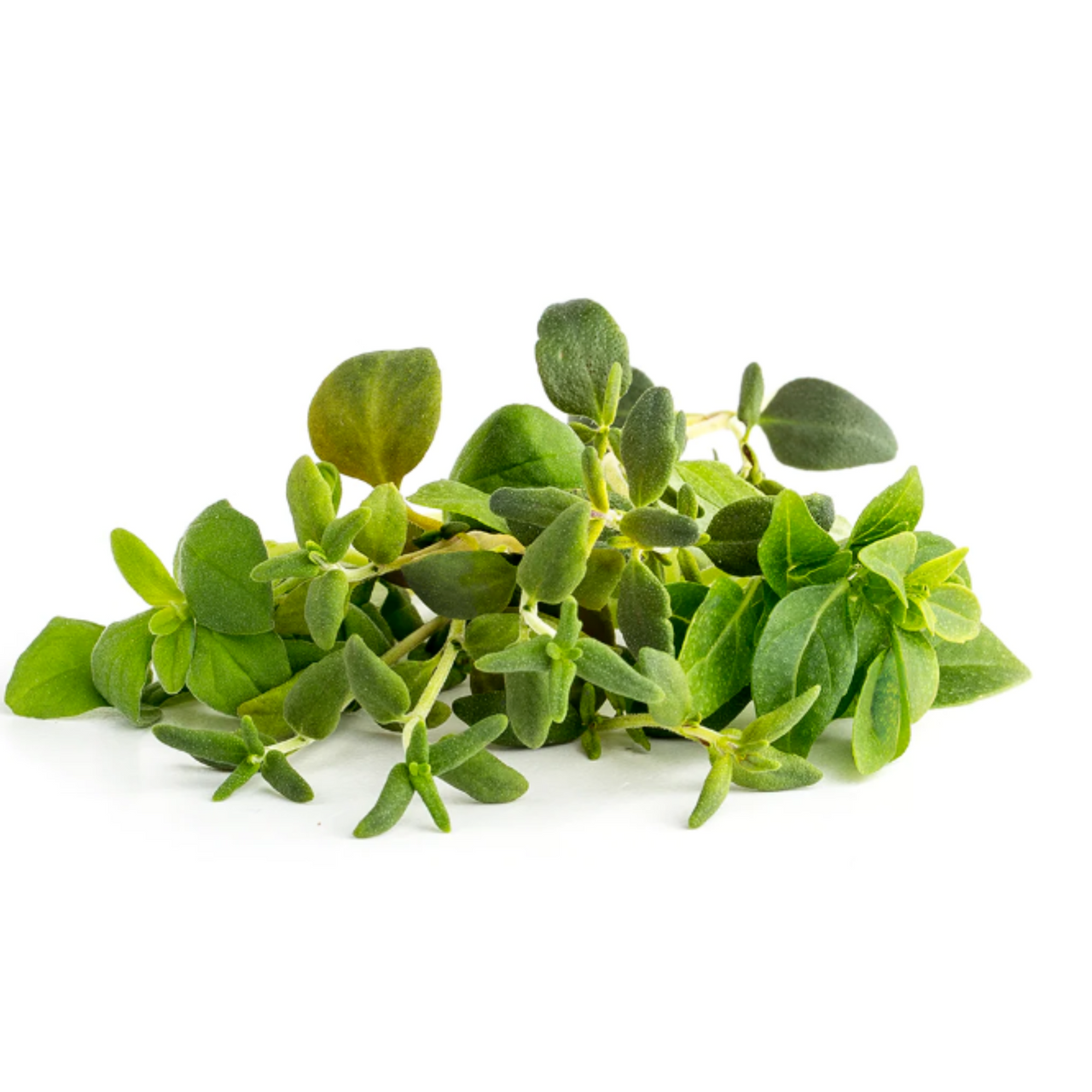 Italian Herb Seed Mix - Thyme, Basil, Marjoram