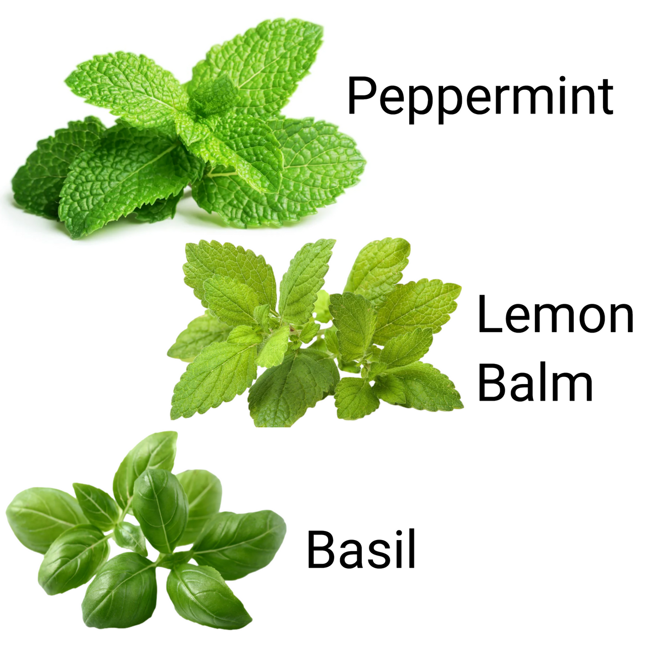 Calming Herbal Tea Seed Mix - Peppermint, Lemon Balm, Basil