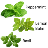 Thumbnail for Calming Herbal Tea Seed Mix - Peppermint, Lemon Balm, Basil