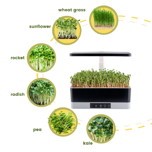 Indoor herb garden with a microgreens tray showing the types of sprouts and microgeens that can be grown - wheat grass, sunflower, rocket, radish, pea shoots, kale shoots